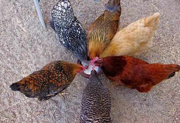 Barnevelder, razza di pollo: descrizione, foto e recensioni