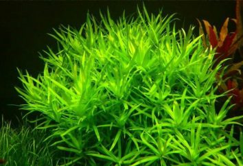 Il miglior giardino in acquario – geterantera aquifolium