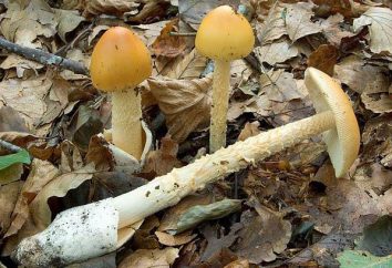 Funghi tolkachiki: Suggerimenti importanti per raccoglitori di funghi