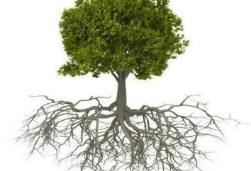 Root: strukturę korzenia. Rodzaje korzeni (biologia)