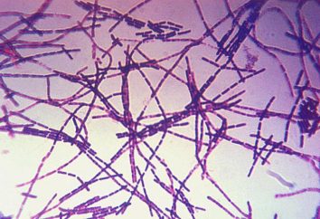 Bacillus – une bactérie en forme de tige