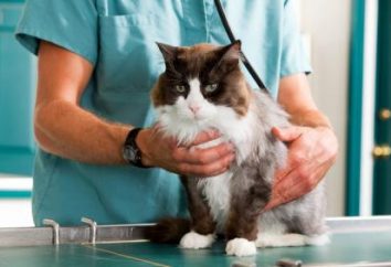 La tigna trattamento nei gatti: i metodi di veterinario ufficiale e folk