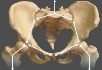 Struktura sacrum i kości ogonowej: anatomii i celu funkcjonalnego