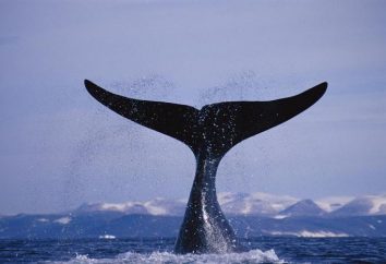 Une grande baleine de la famille des baleines lisses