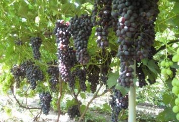 Winogrona Charlie: uprawa, cech odmianowych, opis i opinie