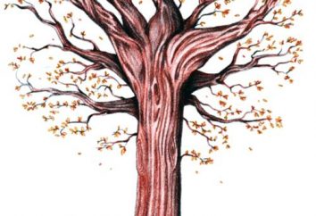 Como desenhar uma árvore de outono em estágios
