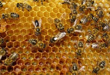 Bienenpropolis. Das behandelt diese einzigartige Substanz?
