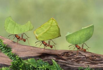 10 interesujących faktów na temat mrówek. Do najbardziej interesujących faktów na temat mrówek dla dzieci