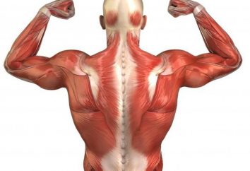 Longissimus dorsi e le sue funzioni. Come costruire i muscoli della schiena lunghi