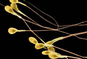 Qual è lo sperma? Caratteristiche del gamete maschile