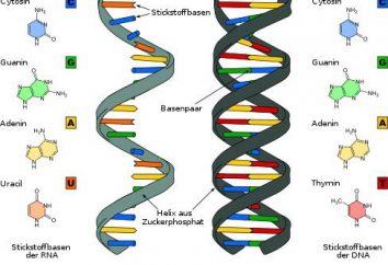 Verarbeitung – ist … RNA-Prozessierung (post-Transkriptions-RNA-Modifikation)