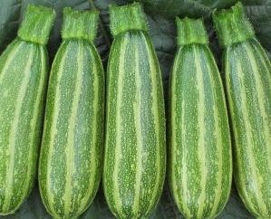 Calorie Beignets von Zucchini – mit einer Genauigkeit zu einem