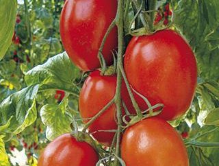 Tomates Brawler: description de la variété et commentaires