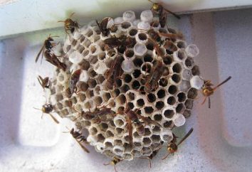 Os meios eficazes de vespas