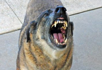 Jak chronić się przed psami na ulicy (lub sfory psów): zalecenia praktyczne