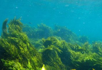 Algae fucus: où il est habité, application, photo