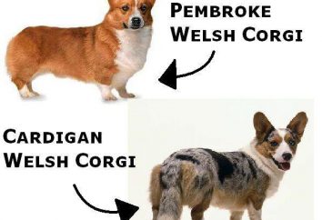 Welsh Corgi Cardigan et Pembroke: les différences et les comparaisons, le caractère et les faits intéressants