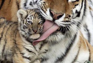 Adivinanzas sobre los tigres: fauna estudio