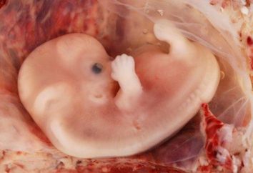 Che cosa è una gravidanza extrauterina e quanto sia pericoloso è?