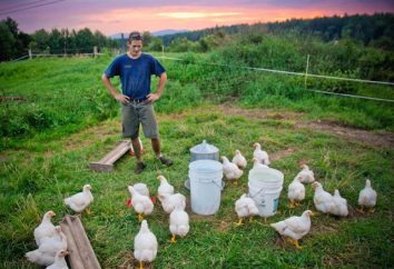 Qu'est-ce que « vos poulets avant qu'ils ne soient éclos? » interprétation des proverbes