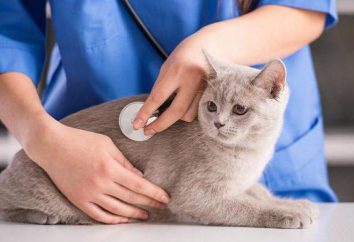"Urinari" – la comida para gatos para la prevención de cálculos renales