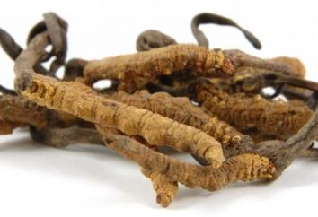 O fungo Cordyceps chinês