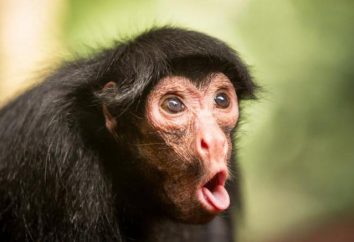 Scimmia: significato figurato e letterale