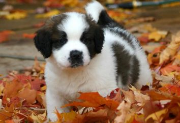 « Beethoven »: chien de race Saint-Bernard, l'un des plus populaires dans le monde