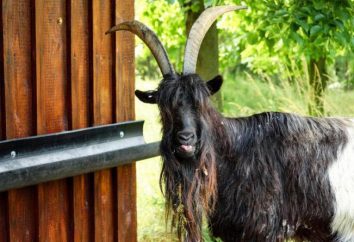 Che cosa succede se si mette una capra in giardino? Il senso e il significato di proverbi russi