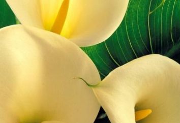 Piękne calla: sadzenie i pielęgnacja