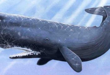 Incroyables casse-tête sur la baleine