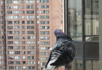 Wie man Tauben auf dem Balkon loswerden kann: Tipps