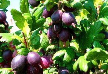 Gooseberry Chernomordik: Descrição grau e características de cultivo