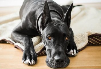 Sangre en la orina de un perro: posibles causas y características de tratamiento