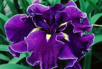 iris giapponesi: descrizione, foto, le migliori varietà, la semina e la cura