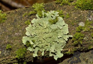 Quelles sont les caractéristiques structurelles des lichens: processus d'anatomie et de la vie