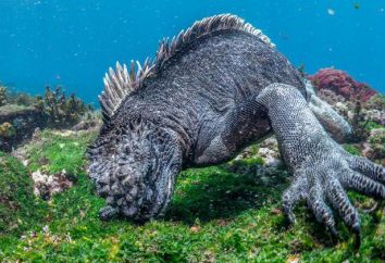Marine Iguana: fotografia, rozmiar, zwyczaje, ciekawostki