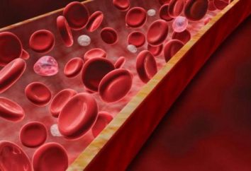 Aumento da proteína no sangue: as razões. A análise bioquímica de sangue. proteína total