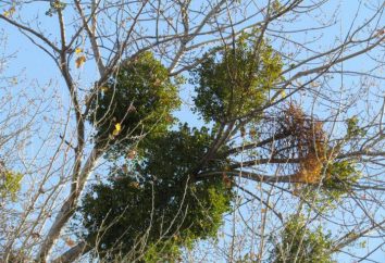 Mistletoe ivnaya Schlankheits: Bewertungen, Anwendung. Alte Rezepte für eine schlanke Figur