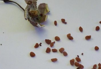 Come far crescere il ciclamino da seme a casa?