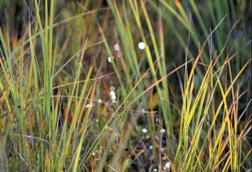 Agua o pantano de hierbas: nombres y descripciones