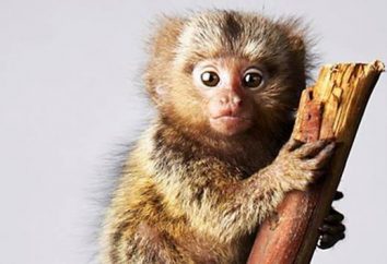 Pigmeo marmoset – il più piccolo primate
