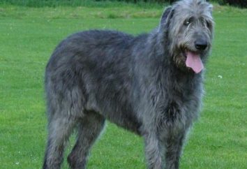 Psy rasy wilczarz irlandzki: opis natury i cenę szczeniąt