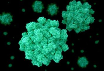 infecção Norovirus – o que é? Norovirus infecção: os sintomas, diagnóstico e tratamento