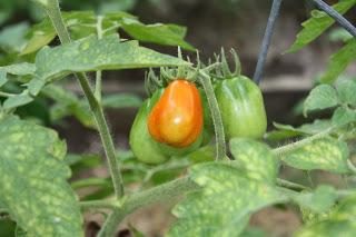 Żółte plamy na liściach pomidora: przyczyny i sposoby walki