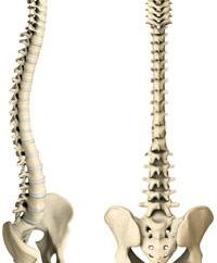 Quantas vértebras na figura humana não é difícil