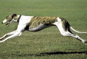 El perro más rápido del mundo. aserraderos BREVE DESCRIPCIÓN