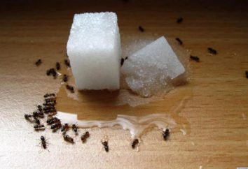 Jak pozbyć się mrówek, którzy zajętych domu