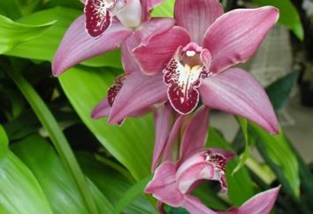 Orchidea e attenzione: acquistare una pianta sana e la cura di loro correttamente