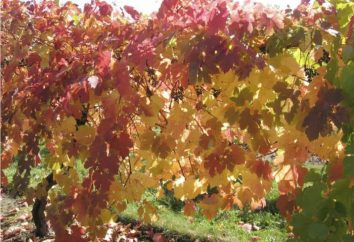 Transformación de la uva en el otoño de sulfato de hierro. Cómo hacer que el procesamiento de las uvas en el otoño de la enfermedad?